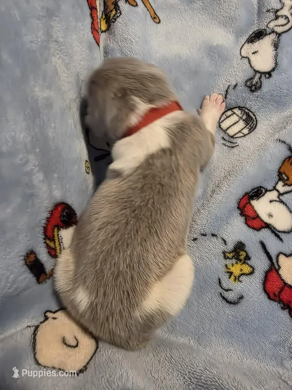 AKC Newfie Puppy - Red – Male (Texas) – Newfoundland puppy for sale in Cheyenne, WY