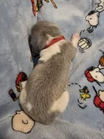 AKC Newfie Puppy - Red – Male (Texas), a male Newfoundland for sale in Cheyenne, WY – Photo 1 of 4