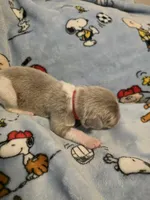 AKC Newfie Puppy - Red – Male (Texas), a male Newfoundland for sale in Cheyenne, WY – Photo 3 of 4