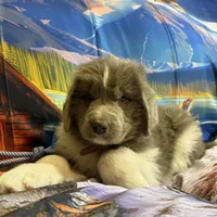 AKC Newfie Puppy - Brown – Male (Wicket), a male Newfoundland for sale in Cheyenne, WY – 2 of 10