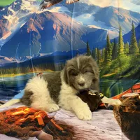 AKC Newfie Puppy - Purple – Female (Padme) , a female Newfoundland for sale in Cheyenne, WY – 5 of 10