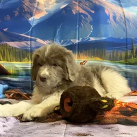 AKC Newfie Puppy - Purple – Female (Padme) , a female Newfoundland for sale in Cheyenne, WY – 2 of 10