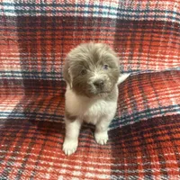AKC Newfie Puppy - Pink - Female (Nippet), a female Newfoundland for sale in Cheyenne, WY – 3 of 10