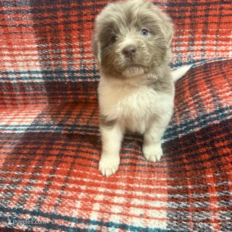 AKC Newfie Puppy - Pink - Female (Nippet) – Newfoundland puppy for sale in Cheyenne, WY