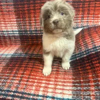 AKC Newfie Puppy - Pink - Female (Nippet), a female Newfoundland for sale in Cheyenne, WY – 1 of 10