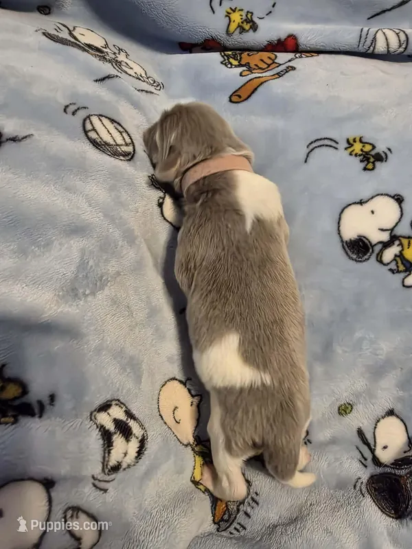 AKC Newfie Puppy - Pink - Female (Nippet) – Newfoundland puppy for sale in Cheyenne, WY