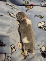 AKC Newfie Puppy - Pink - Female (Nippet), a female Newfoundland for sale in Cheyenne, WY – Photo 1 of 4