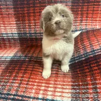AKC Newfie Puppy - Pink - Female (Nippet), a female Newfoundland for sale in Cheyenne, WY – 6 of 10