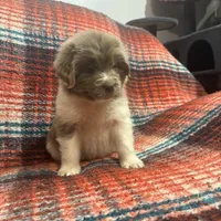 AKC Newfie Puppy - Pink - Female (Nippet), a female Newfoundland for sale in Cheyenne, WY – 4 of 10