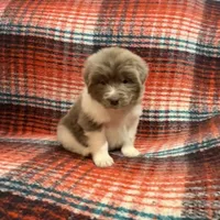 AKC Newfie Puppy - Pink - Female (Nippet), a female Newfoundland for sale in Cheyenne, WY – 2 of 10