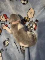 AKC Newfie Puppy - Pink - Female (Nippet), a female Newfoundland for sale in Cheyenne, WY – Photo 3 of 4