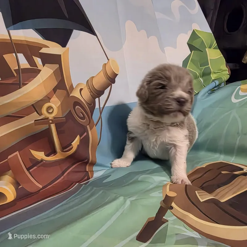 AKC Newfie Puppy - Pink - Female (Nippet) – Newfoundland puppy for sale in Cheyenne, WY