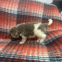 AKC Newfie Puppy - Pink - Female (Nippet), a female Newfoundland for sale in Cheyenne, WY – 9 of 10