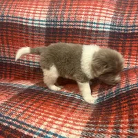 AKC Newfie Puppy - Pink - Female (Nippet), a female Newfoundland for sale in Cheyenne, WY – 7 of 10