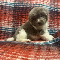 AKC Newfie Puppy - Pink - Female (Nippet), a female Newfoundland for sale in Cheyenne, WY – 5 of 10