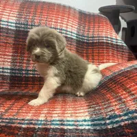 AKC Newfie Puppy - Pink - Female (Nippet), a female Newfoundland for sale in Cheyenne, WY – 8 of 10