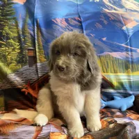 AKC Newfie Puppy - Gold - Female (Sheree), a female Newfoundland for sale in Cheyenne, WY – 2 of 10