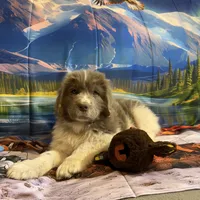 AKC Newfie Puppy - Purple – Female (Padme) , a female Newfoundland for sale in Cheyenne, WY – 3 of 10
