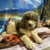 AKC Newfie Puppy - Green – Male (Cordell), a male Newfoundland for sale in Cheyenne, WY – 7 of 10