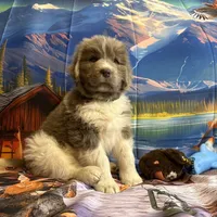 AKC Newfie Puppy - Green – Male (Cordell), a male Newfoundland for sale in Cheyenne, WY – 9 of 10