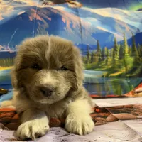 AKC Newfie Puppy - Green – Male (Cordell), a male Newfoundland for sale in Cheyenne, WY – 3 of 10
