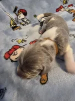 AKC Newfie Puppy - Brown – Male (Wicket), a male Newfoundland for sale in Cheyenne, WY – Photo 3 of 4