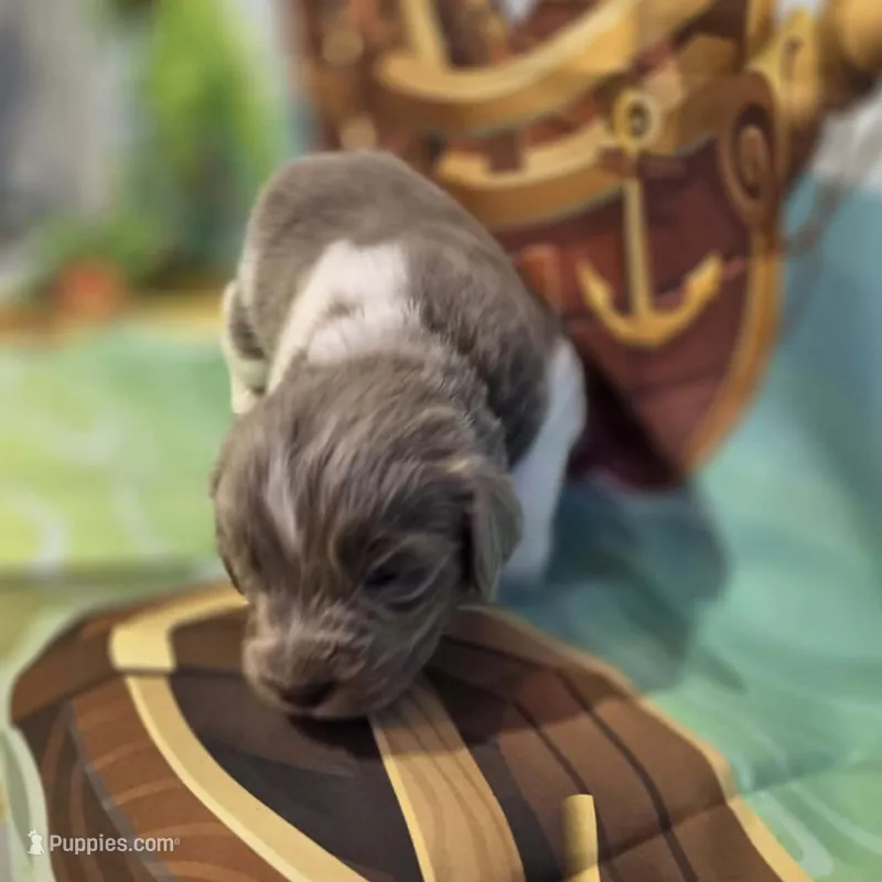 AKC Newfie Puppy - Brown – Male (Wicket) – Newfoundland puppy for sale in Cheyenne, WY