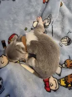 AKC Newfie Puppy - Brown – Male (Wicket), a male Newfoundland for sale in Cheyenne, WY – Photo 2 of 4