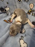 AKC Newfie Puppy - Brown – Male (Wicket), a male Newfoundland for sale in Cheyenne, WY – Photo 1 of 4