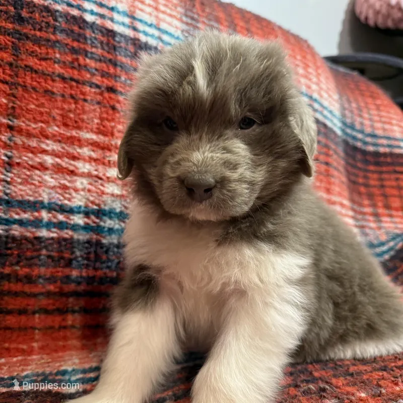 AKC Newfie Puppy - Brown – Male (Wicket) – Newfoundland puppy for sale in Cheyenne, WY