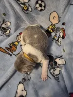 AKC Newfie Puppy - Gold - Female (Sheree), a female Newfoundland for sale in Cheyenne, WY – Photo 2 of 4