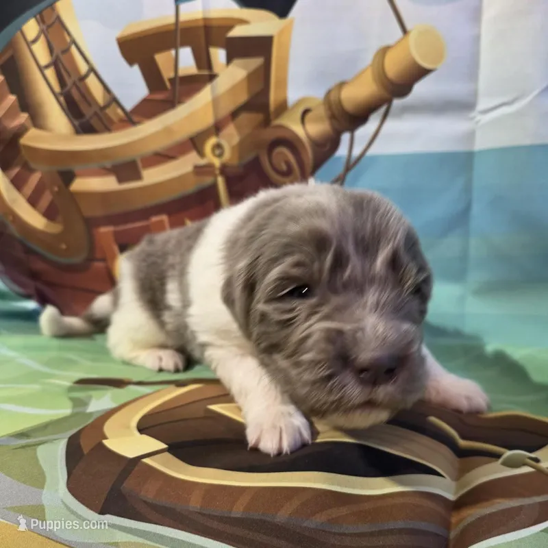 AKC Newfie Puppy - Gold - Female (Sheree) – Newfoundland puppy for sale in Cheyenne, WY