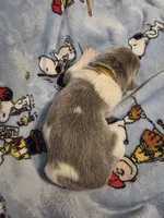 AKC Newfie Puppy - Gold - Female (Sheree), a female Newfoundland for sale in Cheyenne, WY – Photo 1 of 4