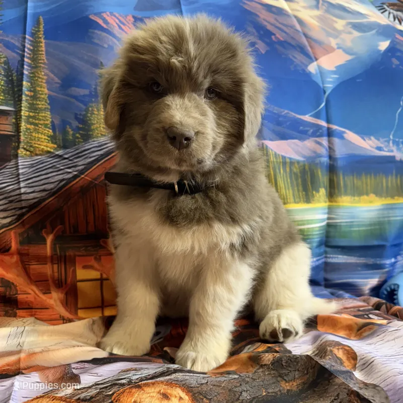 AKC Newfoundland - Black - Male (Chuck Norris) – Newfoundland puppy for sale in Cheyenne, WY