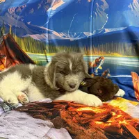 AKC Newfie Puppy - Brown – Male (Wicket), a male Newfoundland for sale in Cheyenne, WY – 9 of 10