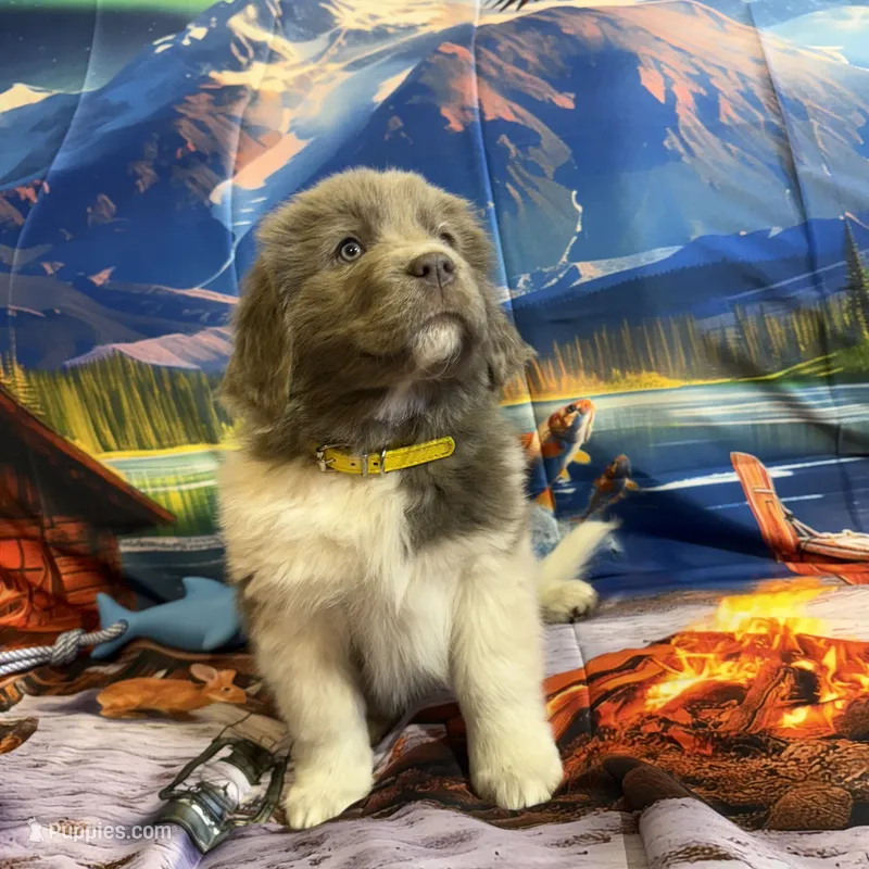 AKC Newfie Puppy - Gold - Female (Sheree) – Newfoundland puppy for sale in Cheyenne, WY