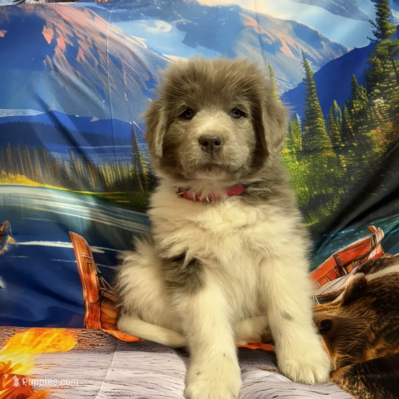 AKC Newfie Puppy - Pink - Female (Nippet) – Newfoundland puppy for sale in Cheyenne, WY