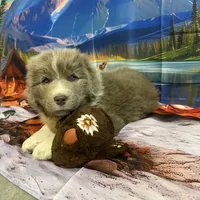 AKC Newfie Puppy - Green – Male (Cordell), a male Newfoundland for sale in Cheyenne, WY – 4 of 10