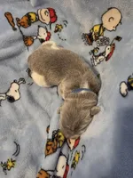 AKC Newfie Puppy - Blue – Male (Ranger), a male Newfoundland for sale in Cheyenne, WY – Photo 2 of 4