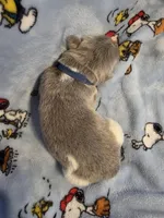 AKC Newfie Puppy - Blue – Male (Ranger), a male Newfoundland for sale in Cheyenne, WY – Photo 1 of 4