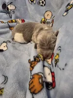 AKC Newfie Puppy - Blue – Male (Ranger), a male Newfoundland for sale in Cheyenne, WY – Photo 3 of 4