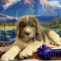 AKC Newfie Puppy - Purple – Female (Padme) , a female Newfoundland for sale in Cheyenne, WY – 6 of 10