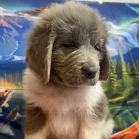 AKC Newfie Puppy - Orange - Male (Walker), a male Newfoundland for sale in Cheyenne, WY – 3 of 10
