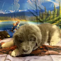AKC Newfie Puppy - Gold - Female (Sheree), a female Newfoundland for sale in Cheyenne, WY – 7 of 10