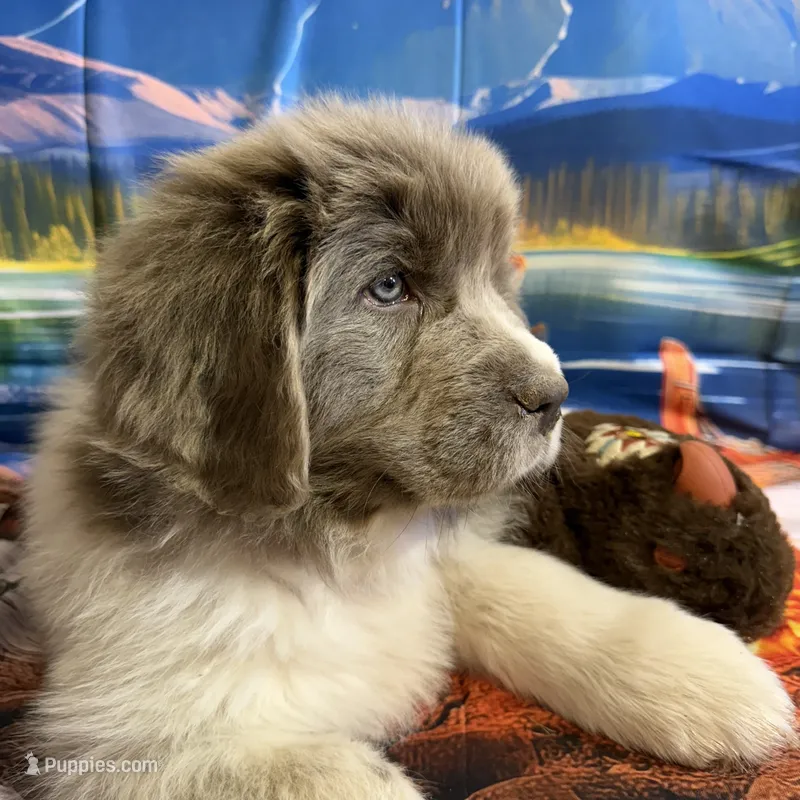 AKC Newfie Puppy - Purple – Female (Padme)  – Newfoundland puppy for sale in Cheyenne, WY