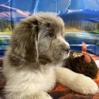 AKC Newfie Puppy - Purple – Female (Padme) , a female Newfoundland for sale in Cheyenne, WY – 1 of 10