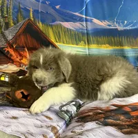 AKC Newfie Puppy - Brown – Male (Wicket), a male Newfoundland for sale in Cheyenne, WY – 6 of 10