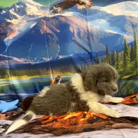 AKC Newfie Puppy - Gold - Female (Sheree), a female Newfoundland for sale in Cheyenne, WY – 4 of 10