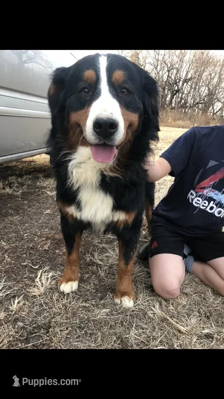 Lance – Bernese Mountain Dog puppy for sale in Newton, KS