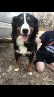 Lance, a male Bernese Mountain Dog for sale in Newton, KS – Photo 1 of 2